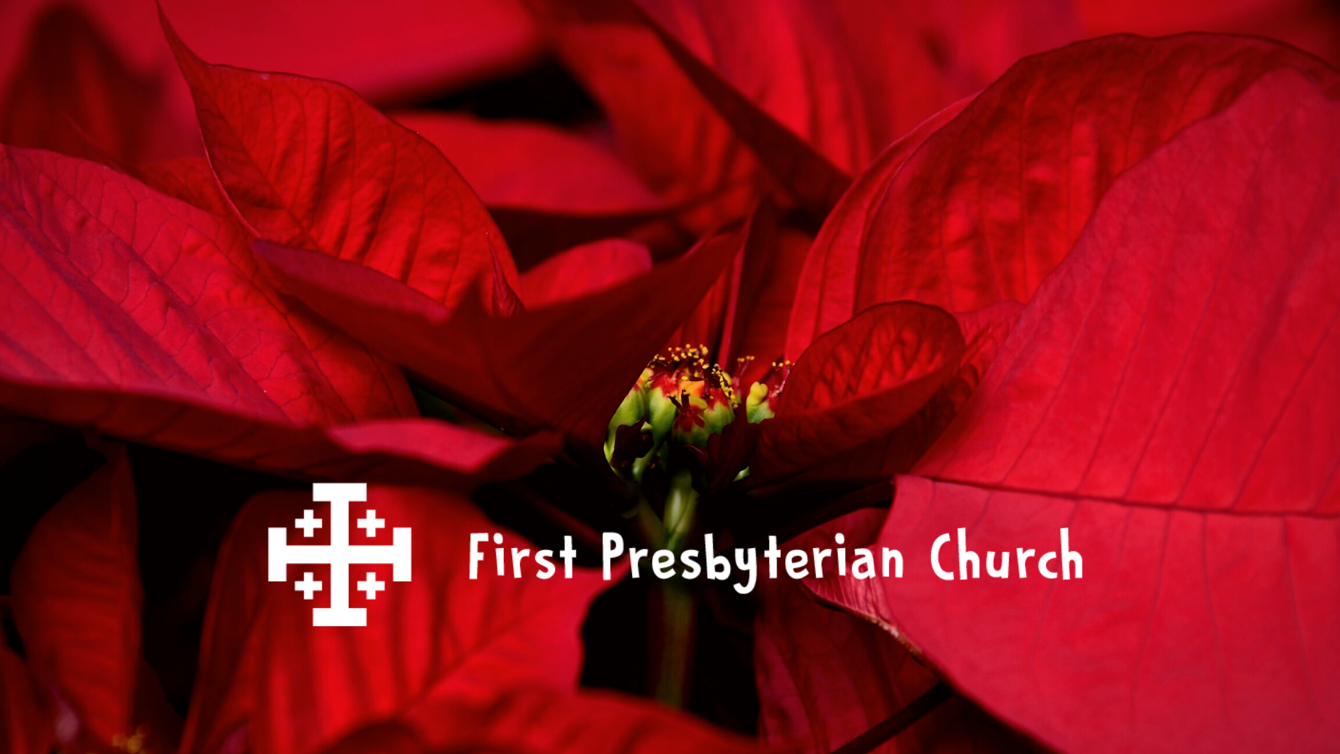 Poinsettia Dedications